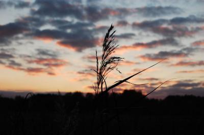 Прикрепленное изображение: 1736s.jpg